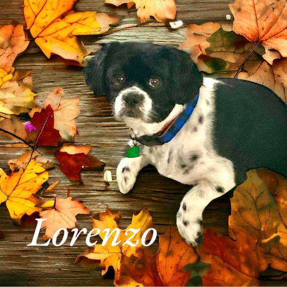 Meet your Posher, Christine - Picture 3 of 6